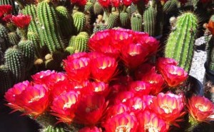 attraction-bb-cactus-farm